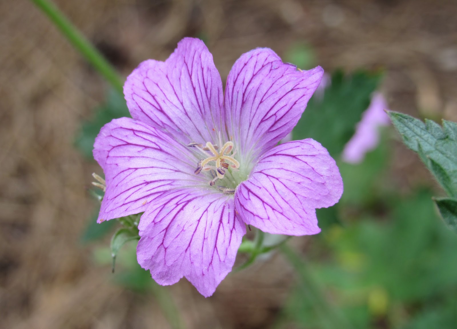 Living Life On Main Street Flowers From Huntsville, Alabama Botanical
