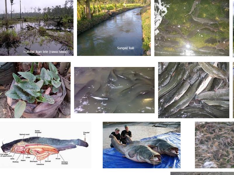 Habitat Ikan Lele (Walking Catfish) Secara Detail Rahasia Trik Mancing