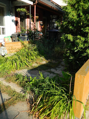Brockton Village summer garden cleanup before by Paul Jung Gardening Services Toronto Brockton Village summer garden cleanup before by Paul Jung Gardening Services Toronto