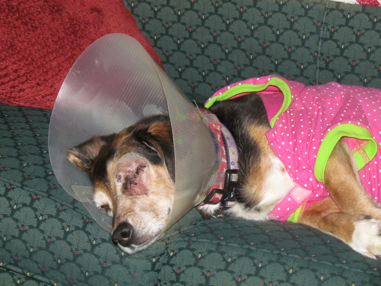 Jacqueline's Stitching & Musings My Conehead Miss Winky dog...