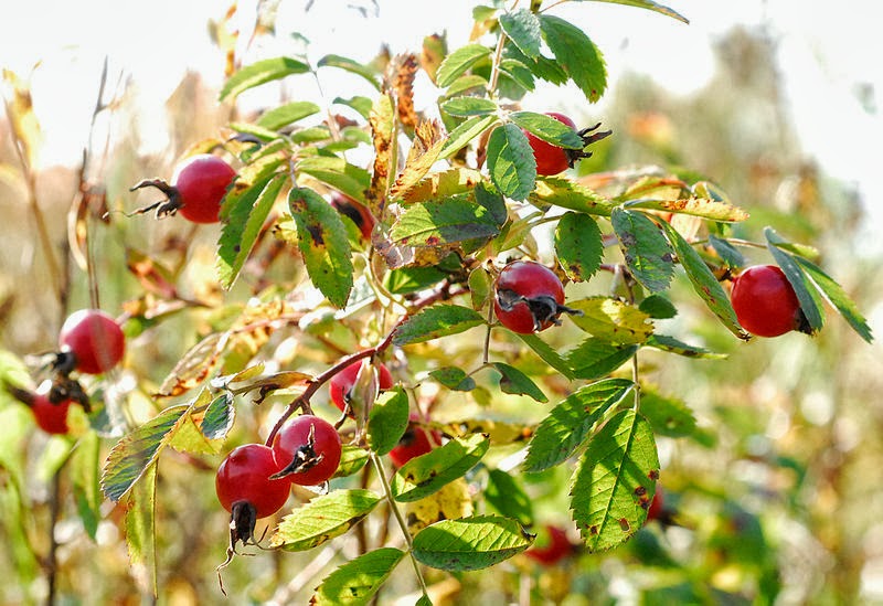 Photo Share Rose Hips