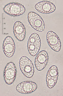 Neottiella albocincta 