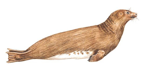 odobenidae extintos Imagotaria