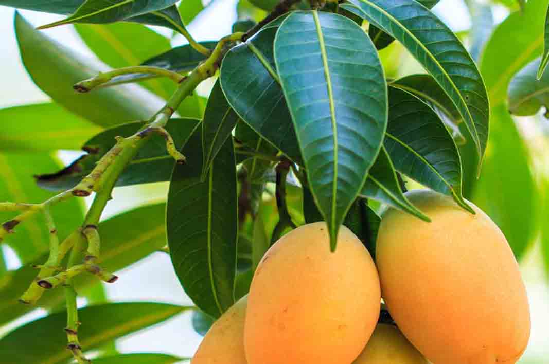 Unexpected Benefits of Mango Leaves for Health monstymaker