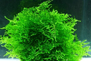 Tanaman Aquascape Mudah Tumbuh Tanpa Inject CO2