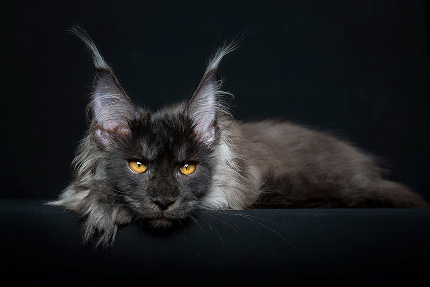 65 Breathtaking Pictures Of Maine Coons, The Largest Cats In The World 65 Breathtaking Pictures Of Maine Coons, The Largest Cats In The World