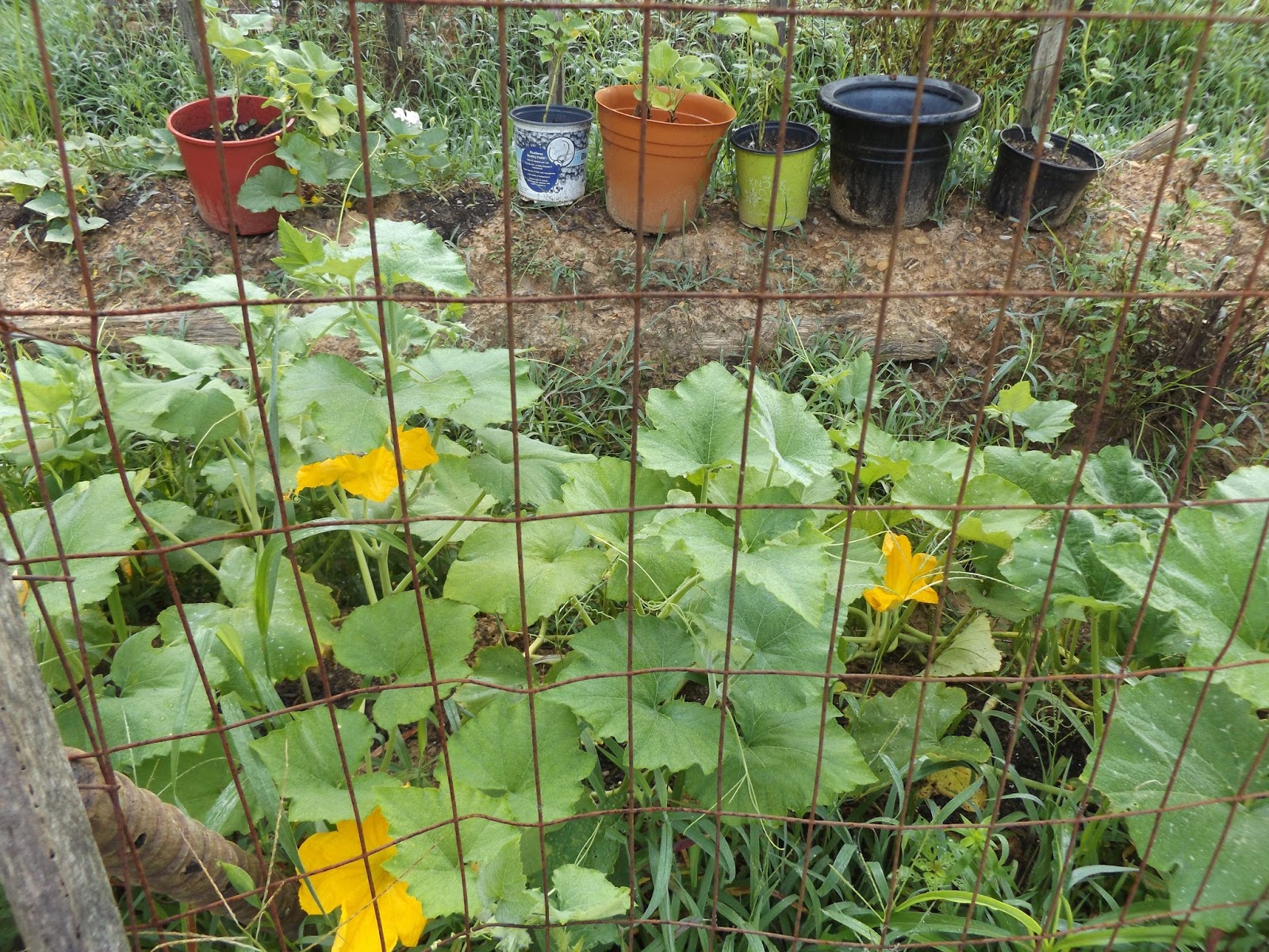 Vegans Living Off the Land Cushaw, Butternut, Acorn Squash & Pumpkin Trellis garden