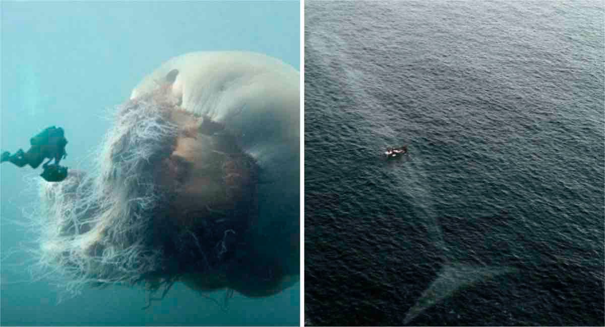 P.V. 9 fotos que te harán pensar dos veces si realmente quieres nadar en el océano P.V. 9 fotos que te harán pensar dos veces si realmente quieres nadar en el océano