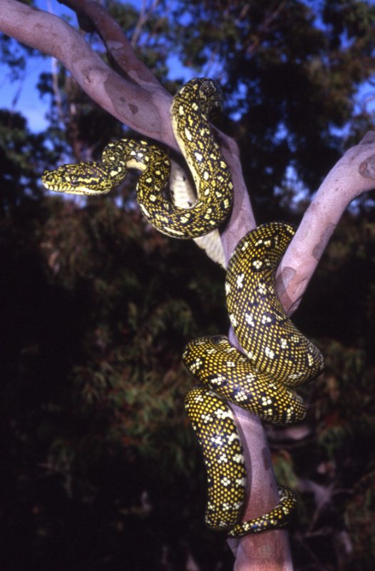 Diamond Pythons and Care Breeders Carpet Python