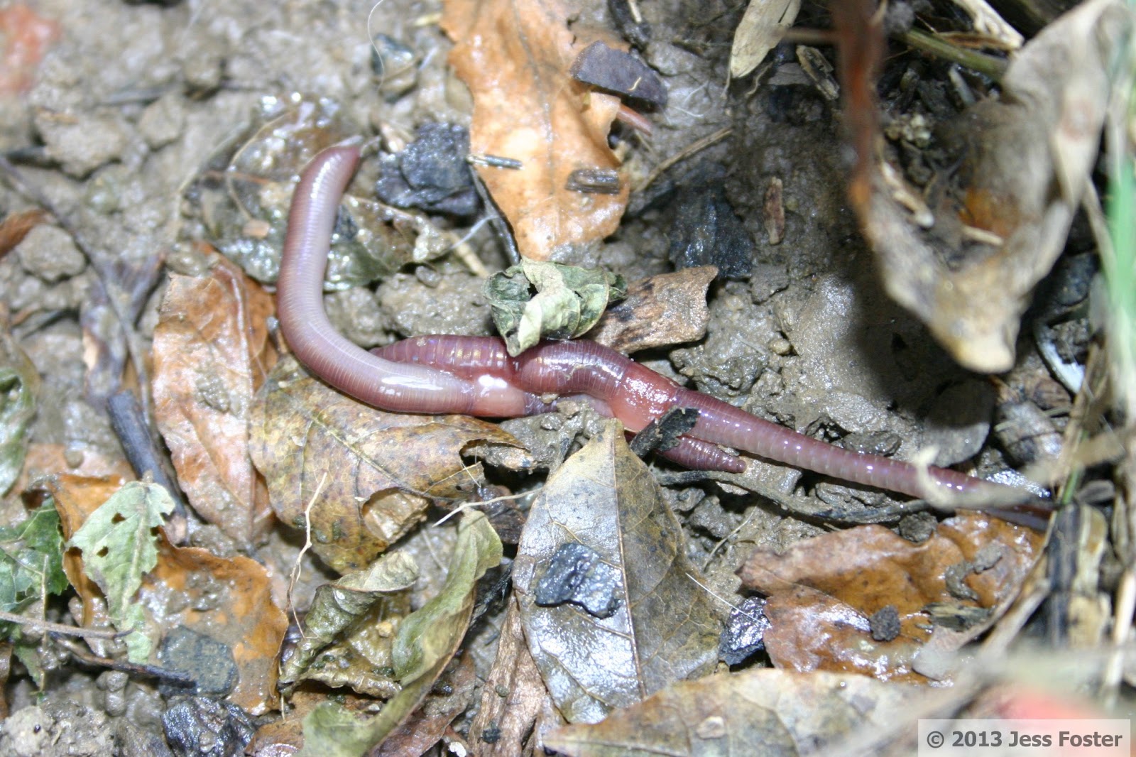 Sluggin' Along: Mating Worms