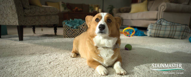 Adorable dog on carpet