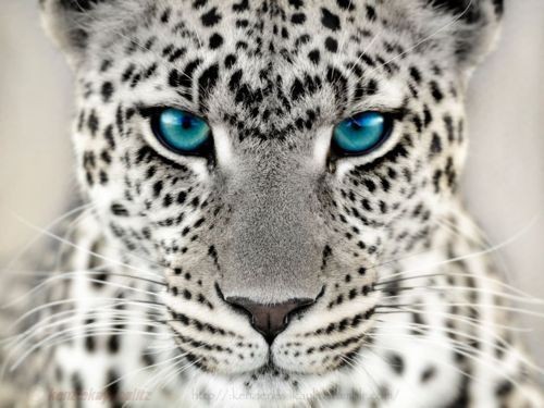White Cheetahs | Wild Life Adventures