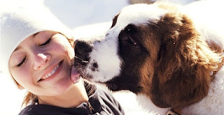 Por qué mi perro lame mi cara Lo creas o no, lamer es una forma de comunicación para los perros, así como algo que los perros utilizan para el aseo y la alimentación