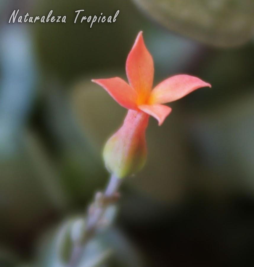 Flor característica de la planta Kalanchoe rotundifolia