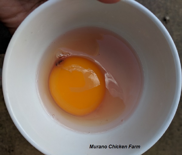 salat gerningsmanden Psykologisk Blood spots in eggs - Murano Chicken Farm