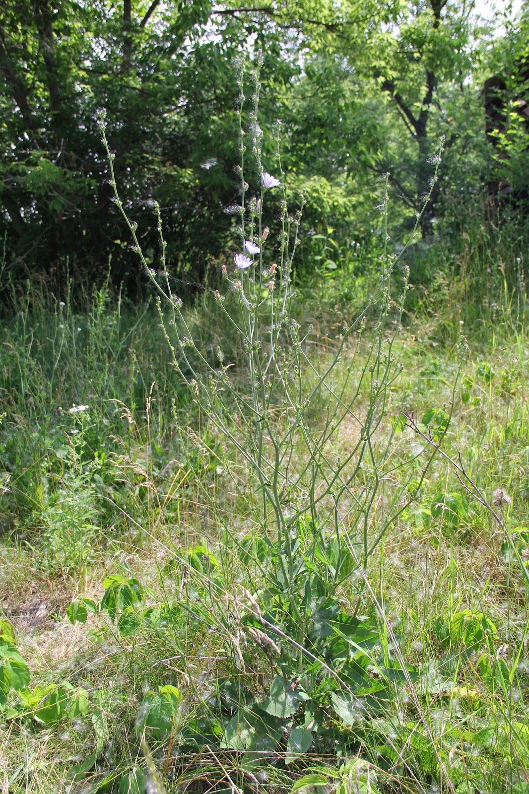 Isabella Conservation District Environmental Education Program ...