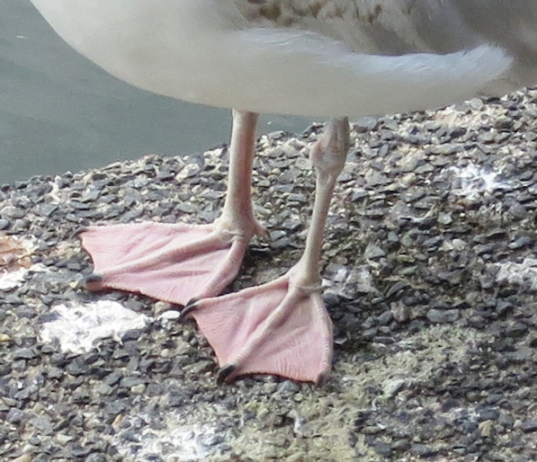 Feet and legs of a herring gull (Larus argentatus) (Pink.)