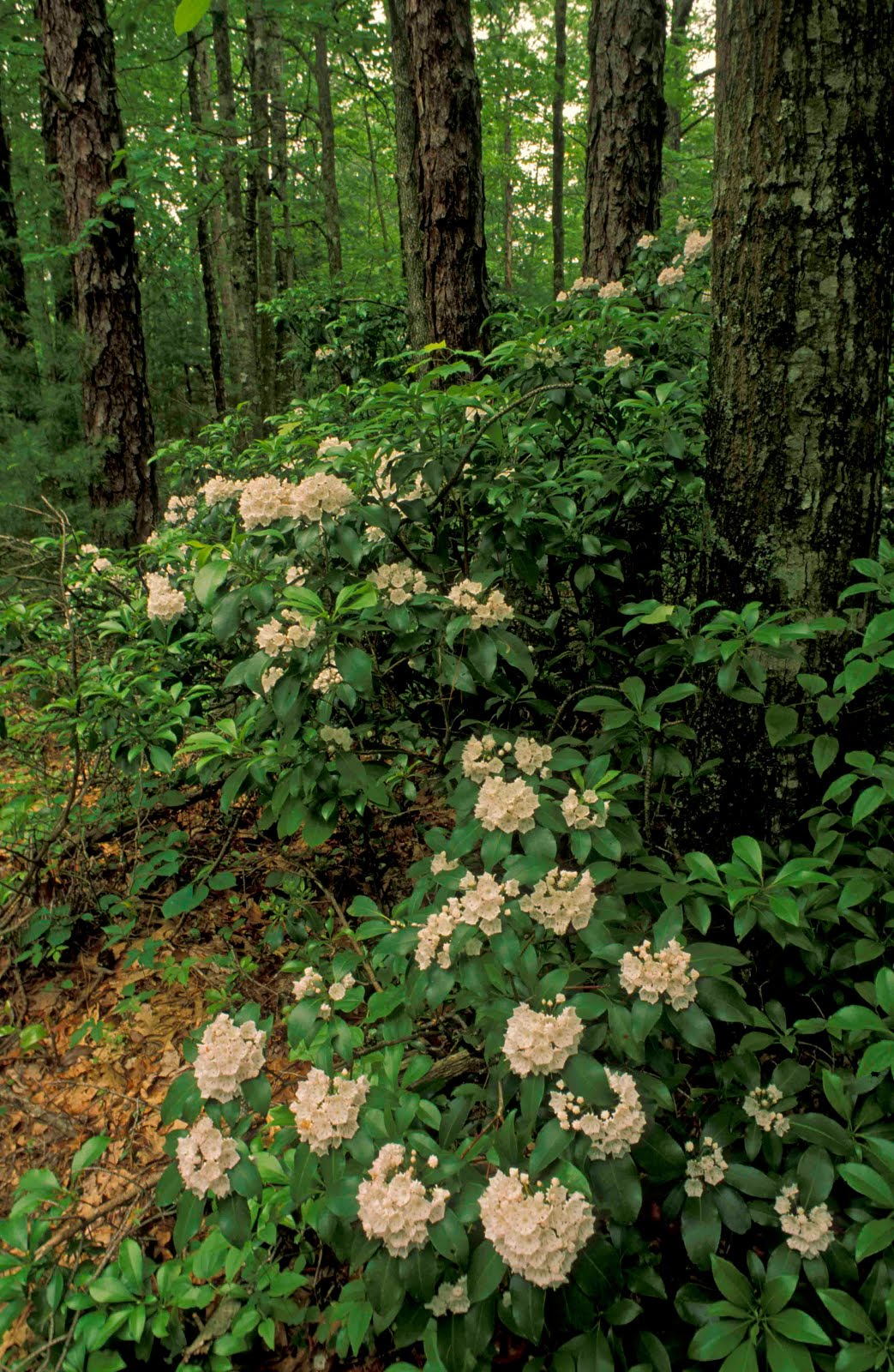 Kentucky Native Plant and Wildlife Plant of the Week Mountain Laurel (Kalmia latifolia)