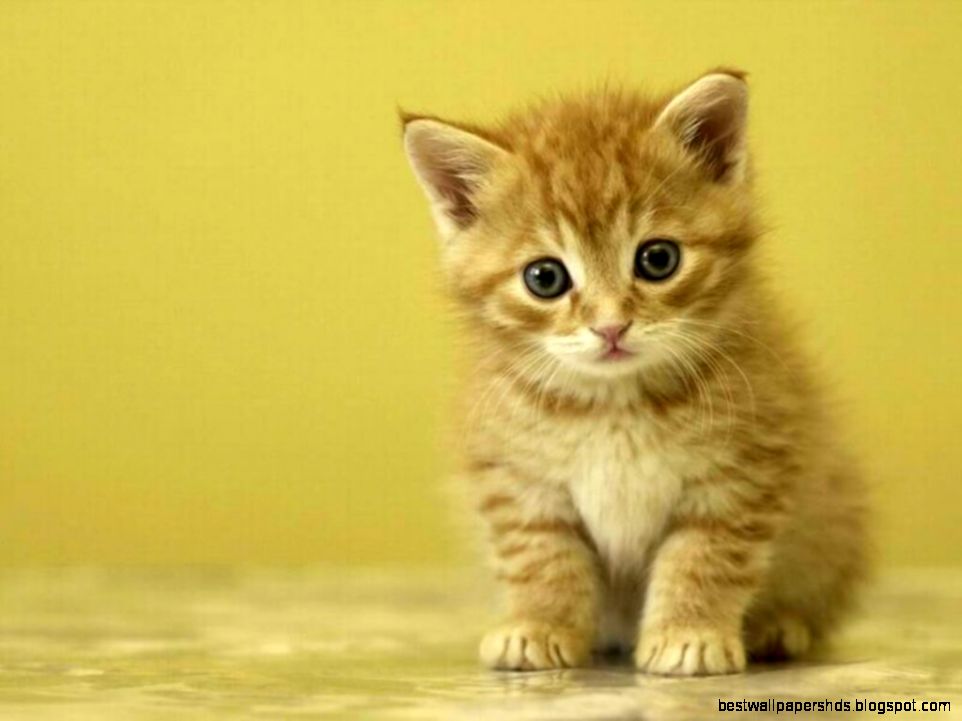 Kitten Desktop Wallpaper   HD Wallpapers and Pictures