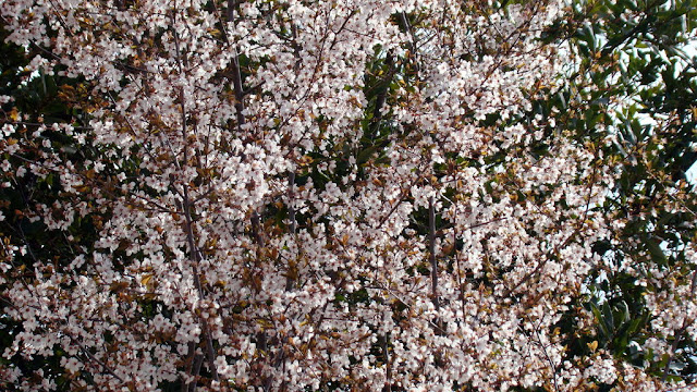 Ciruelo rojo o ciruelo Pissardii (Prunus cerasifera var. pissardii (Carrière) Koehne.).