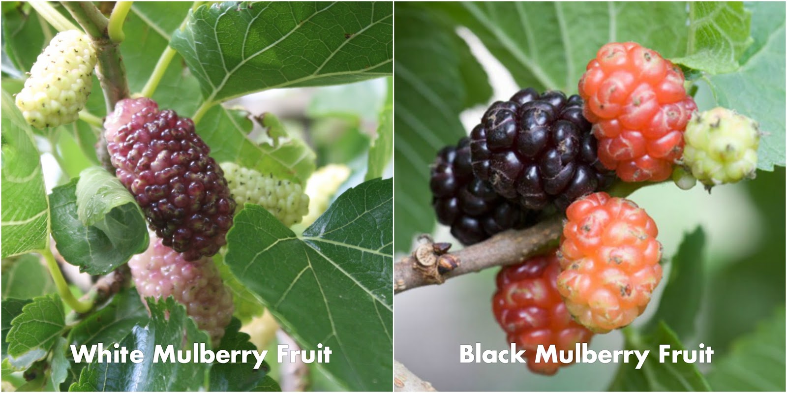 Balkan Ecology Project Mo Mulberry The Essential Guide To Probably Everything You Need To Know About Growing Mulberry