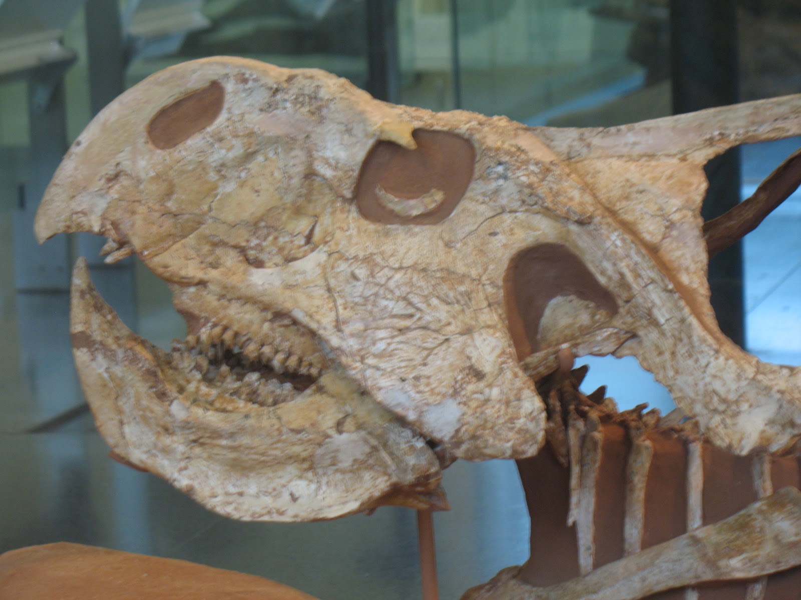 Mann's Word Darwin The Fossil Evidence