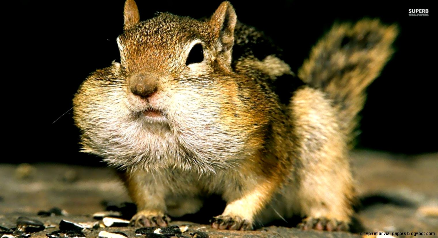 Funny Chipmunk