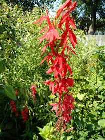 Cardinal Flower Lobelia cardinalis ecological gardening by garden muses-a Toronto gardening blog
