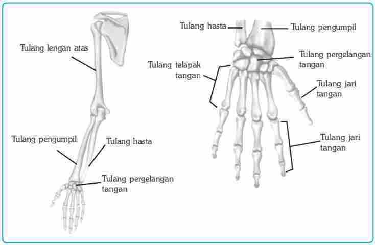 Materi IPA Kelas 8 Macam Macam Tulang Penyusun Rangka Manusia