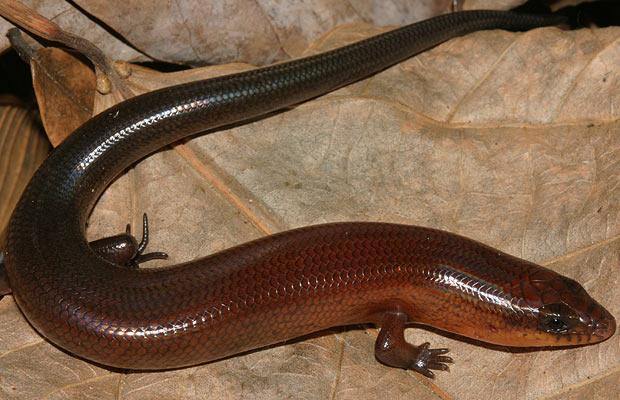 Species New to Science [Herpetology • 2007] Lygosoma boehmei • A new