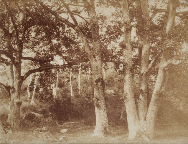 Forêt de Fontainebleau, Marville photographe.
