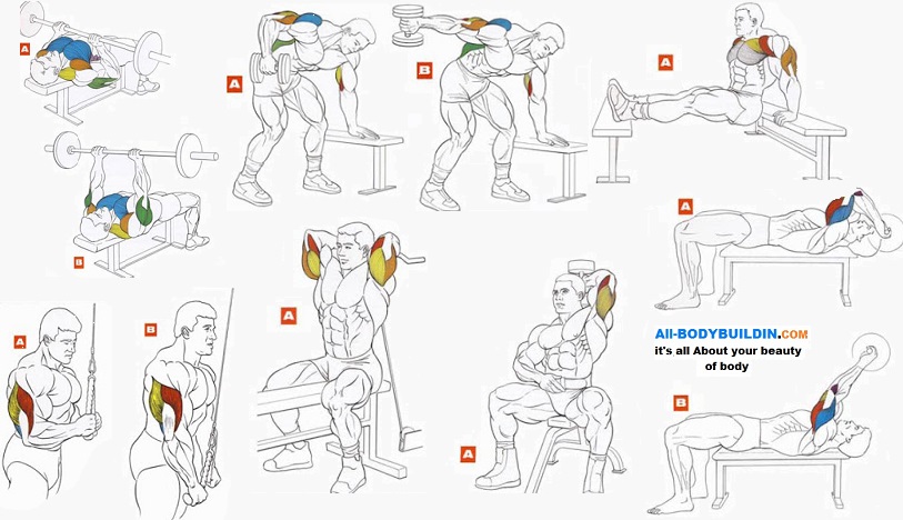 Best Tricep Exercises For Bodybuilding ~ multiple fitness