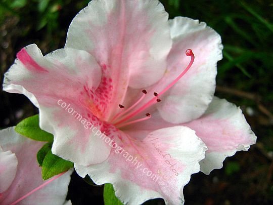 White-pink Azalea flower close-up