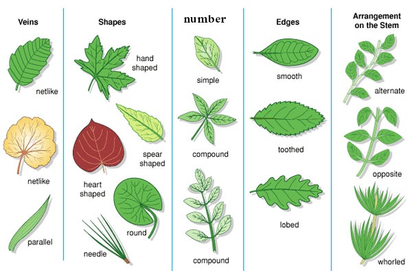 Kinds Of Leaves List
