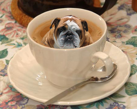 teacupbulldog.jpg