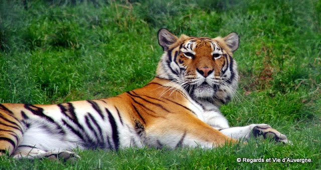 Parc animalier d'Auvergne