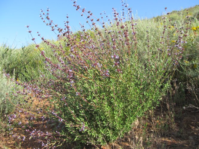 Flora de Baja California: MATORRAL COSTERO