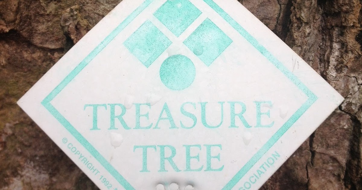 Charlotte, NC Trees Charlotte's Treasure Tree Program On The Hunt To