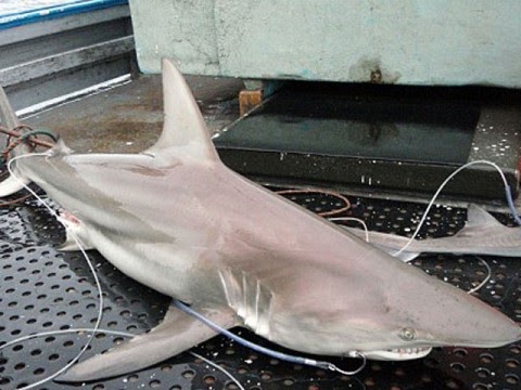 prince hybrid shark