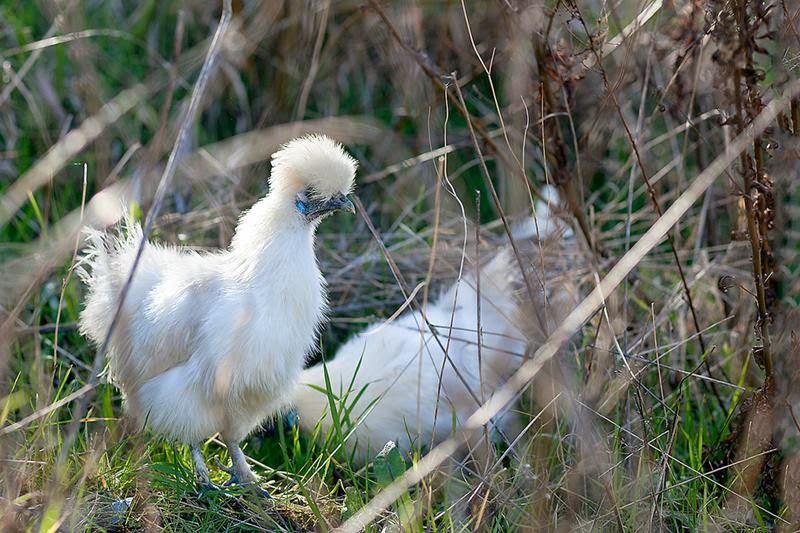 Moroseta Bantam Silkie