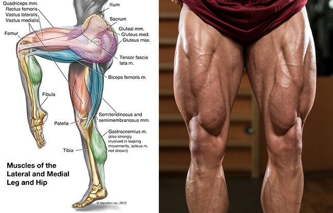 How To Get Bigger Legs Build Massive Quads With These Tips