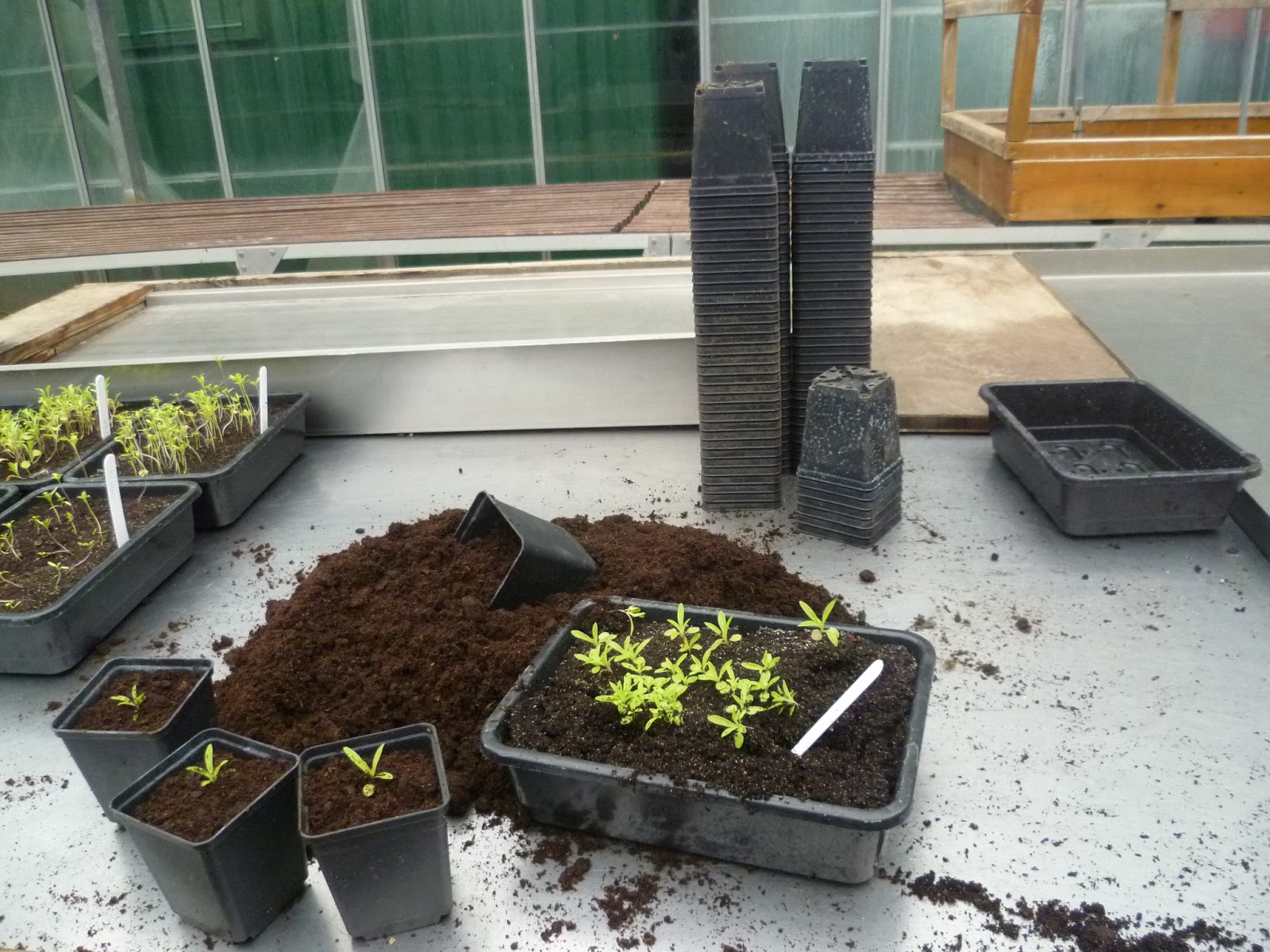 Worcester College Gardeners 20092018 Pricking Out And Pot Washing