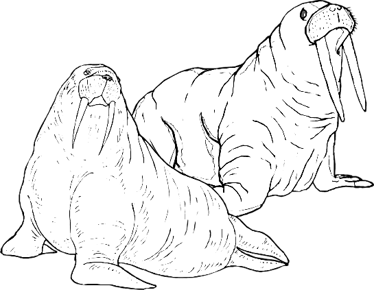walrus coloring pages - photo #39
