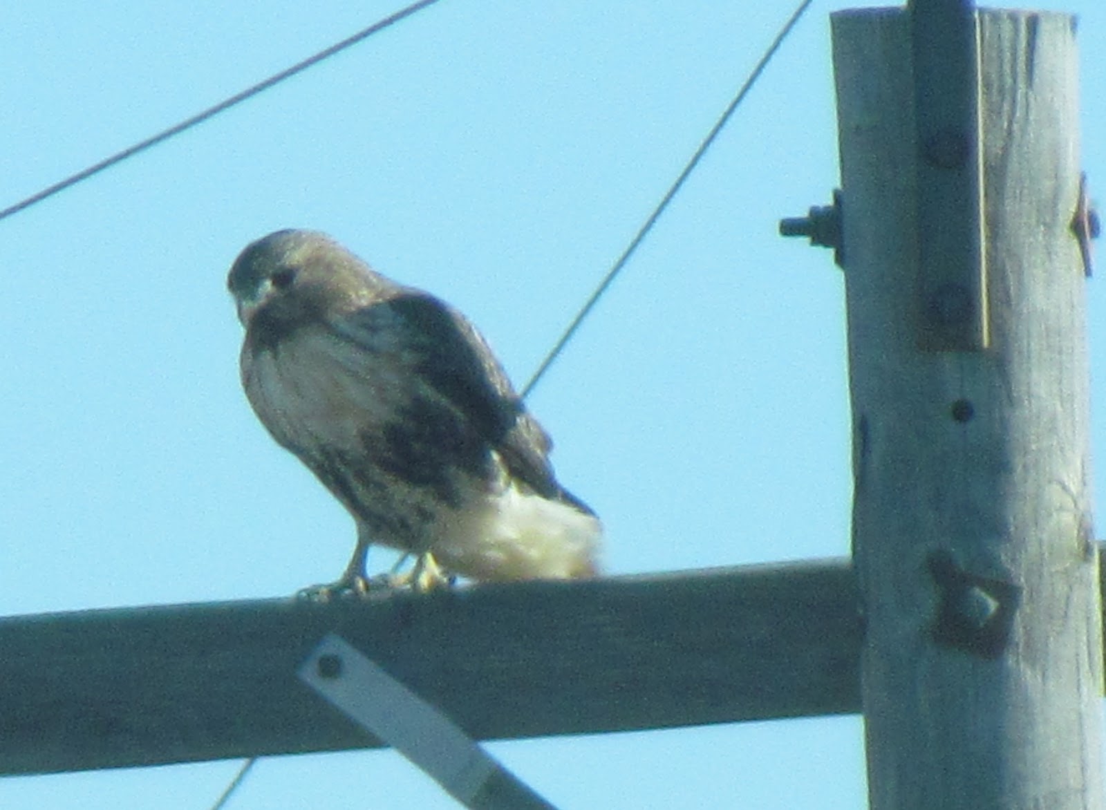 Mary's Be a GoodDog Blog Hawks in Kansas Fly the Flint Hills