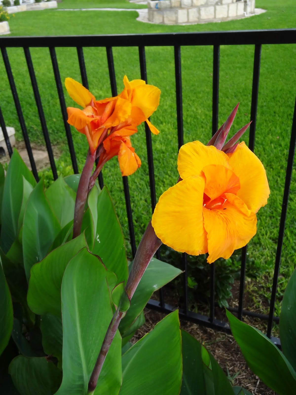Rebecca's Texas Garden Canna Lily Surprise
