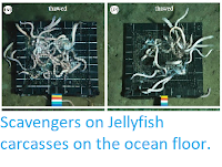 http://sciencythoughts.blogspot.co.uk/2014/11/scavengers-on-jellyfish-carcasses-on.html