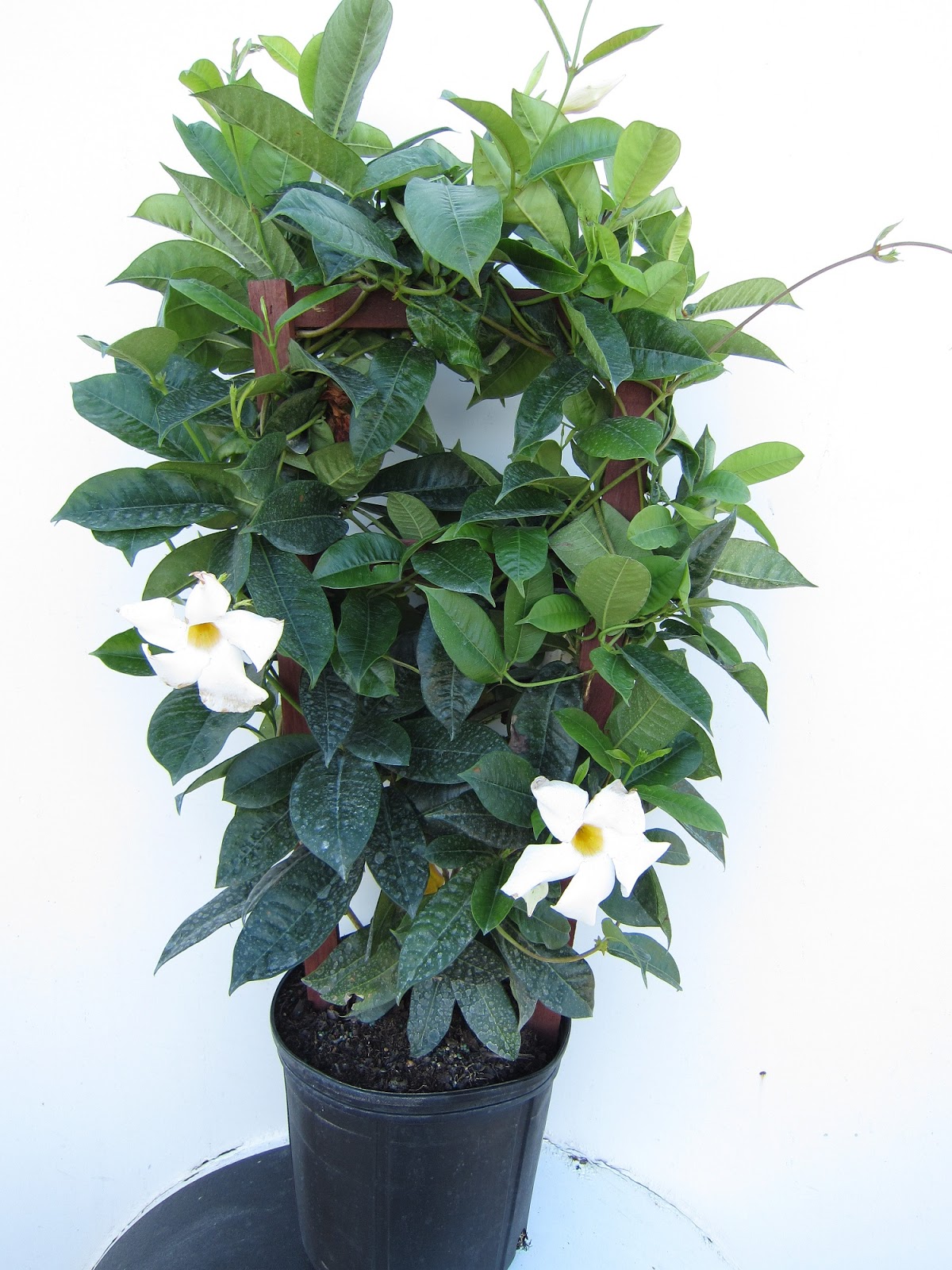 Liner Growers Nursery