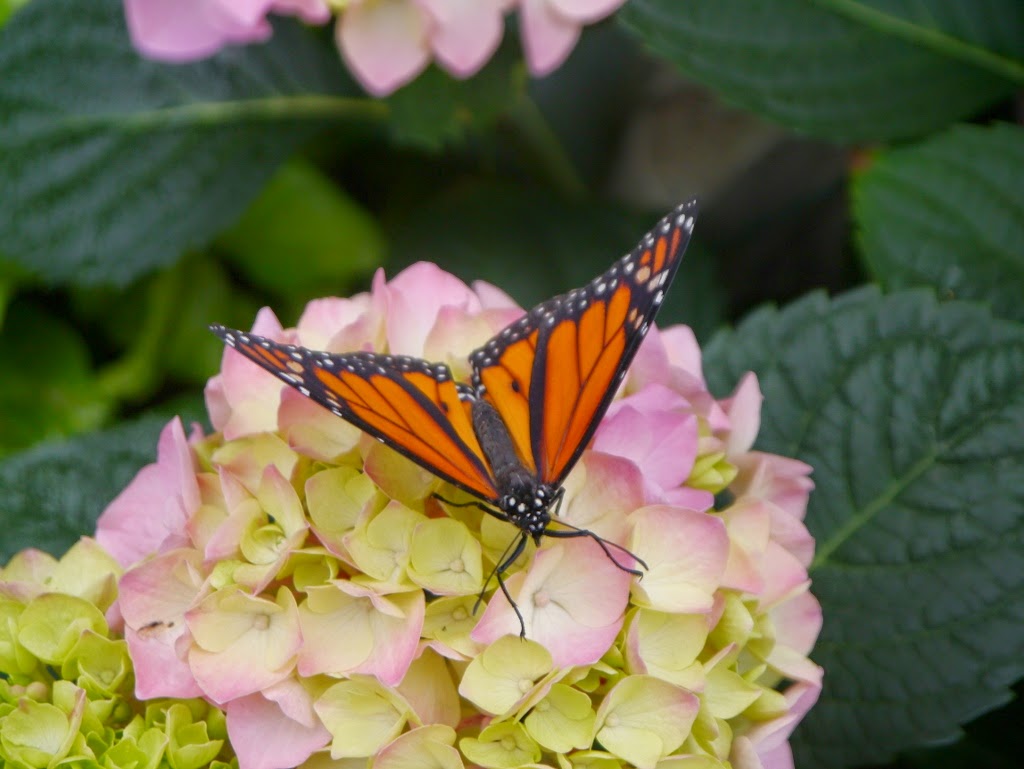 Papillons en liberté Jardin Botanique Montréal