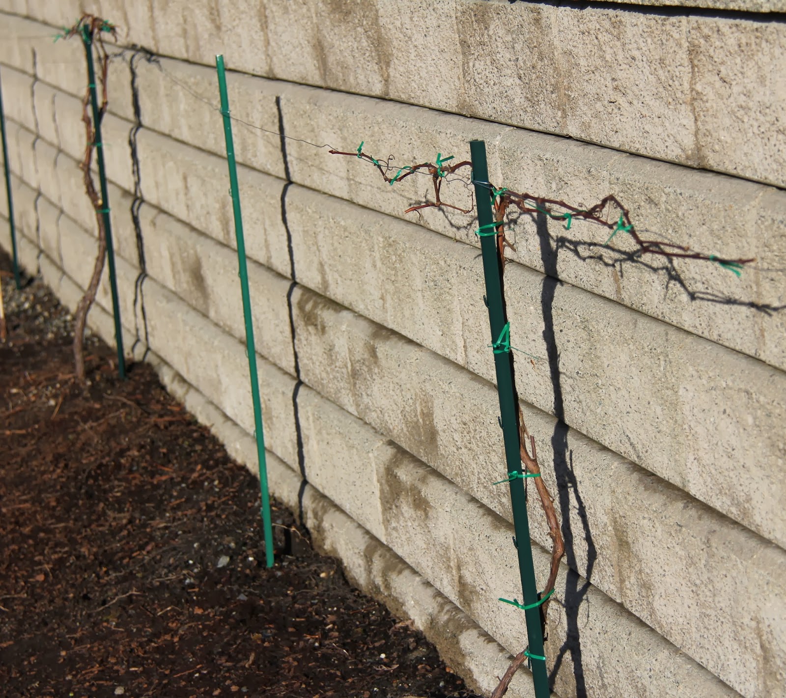 Debbie Angel's Garden Pruning and training grape vines