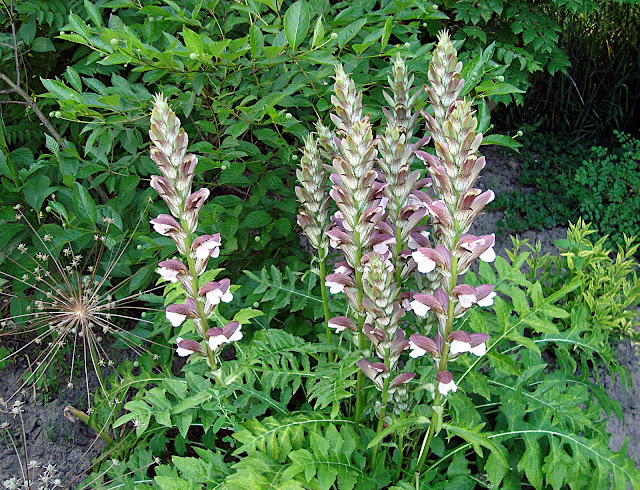 Z kwiatka na kwiatek w moim ogrodzie : Akant - Acanthus mollis
